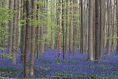 Hallerbos 2015